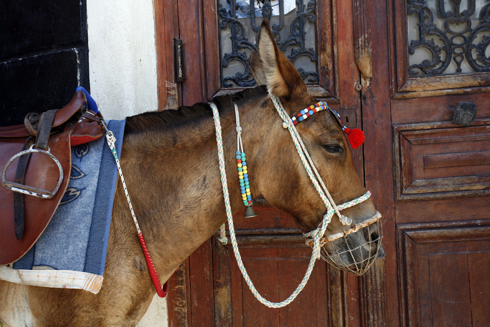 Folktale Donkeys