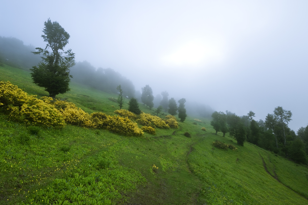 Wild flowers blooming on a Pontic alpine slope