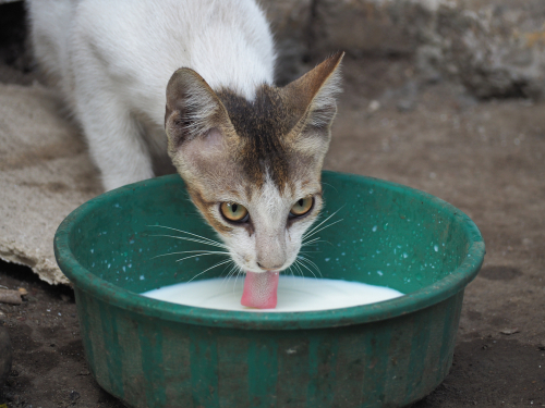 Yogurt Thief