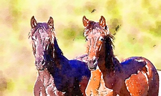 Blood Brothers' Horses